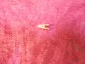 60507745 MOLLETTA FISSAGGIO CAVI ALFA 145 146 NUOVO ORIGINALE